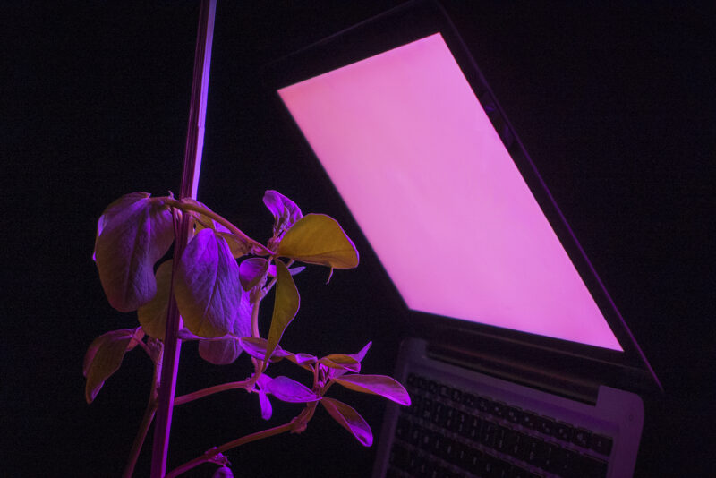Nestori Syrjälä: Grow Light, 2016 © Nestori Syrjälä